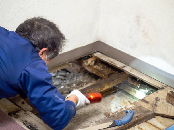 Best Residential Mold Removal  in Mcelhattan, PA