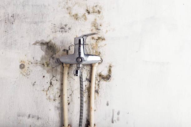 Best Mold Damage Repair  in Mcelhattan, PA
