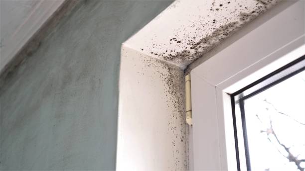 Best Toxic Mold Removal  in Mcelhattan, PA