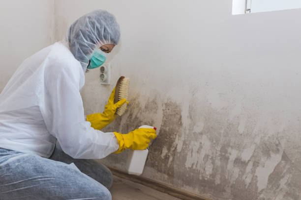 Best Mold Removal Specialists  in Mcelhattan, PA