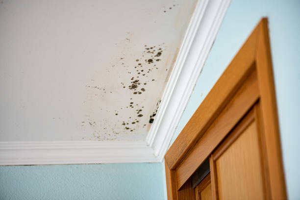 Best Same-Day Mold Removal  in Mcelhattan, PA