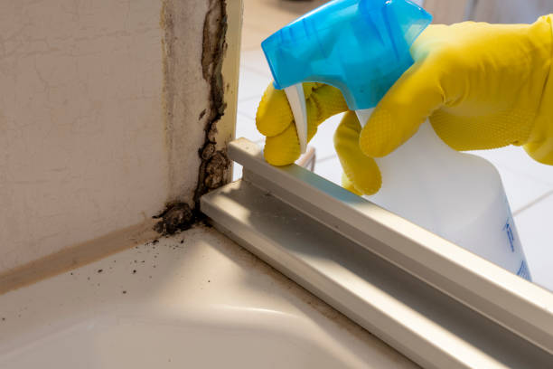 Best Certified Mold Removal  in Mcelhattan, PA