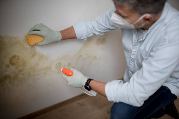 Best Mold Cleaning Services  in Mcelhattan, PA