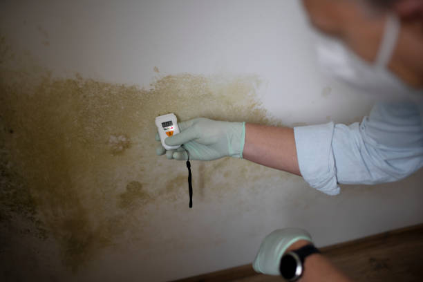 Best Local Mold Removal Service  in Mcelhattan, PA