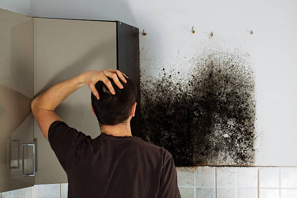 Best Black Mold Removal  in Mcelhattan, PA