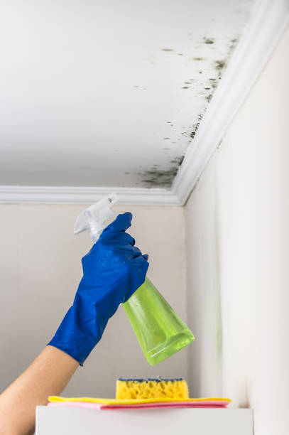 Office Mold Removal Services in Mcelhattan, PA